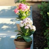 Painted Flower Pots