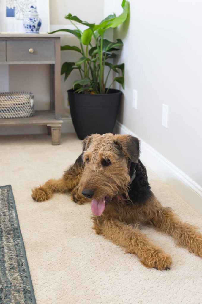 Carpet for Pets The Home Depot Carpet with Petproof Technology