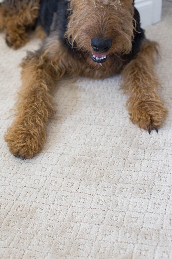 Carpet for Pets The Home Depot Carpet with Petproof Technology