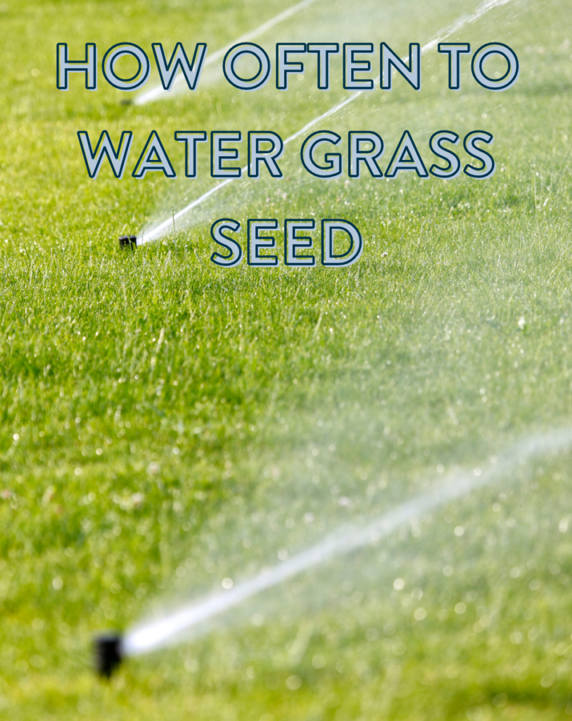 How often to water grass seed