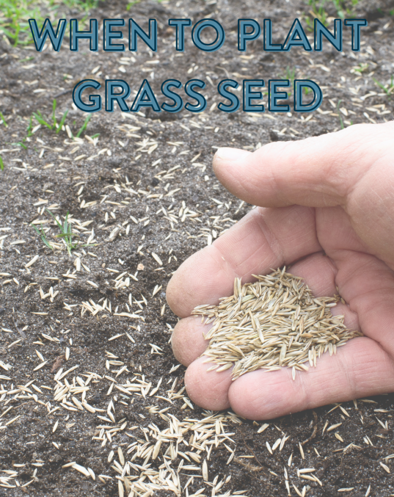 when to plant grass seed